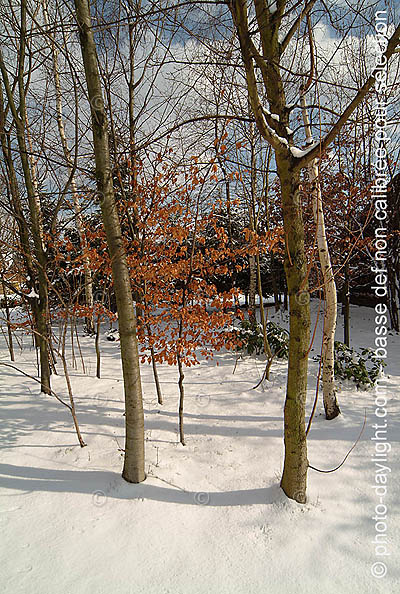 jardin - garden